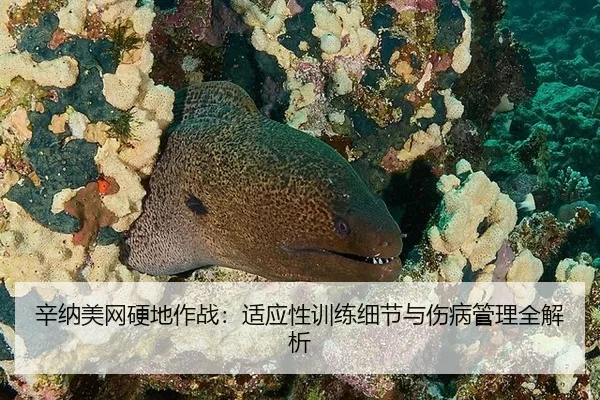 辛纳美网硬地作战：适应性训练细节与伤病管理全解析